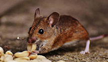 24 Hour & Emergency Exterminators in Justice, IL